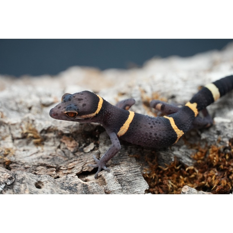 Chinese Cave Gecko