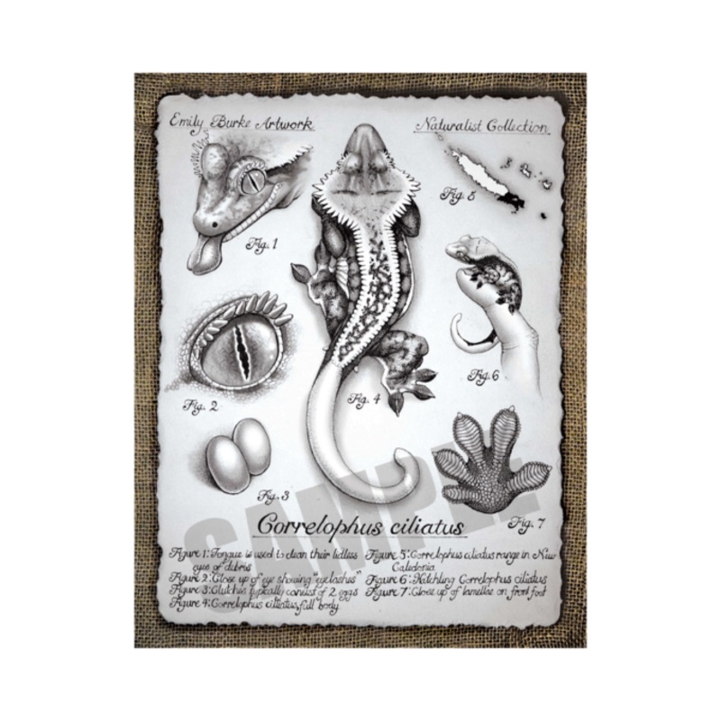 Correlophus Ciliatus Print – Emily Burke
