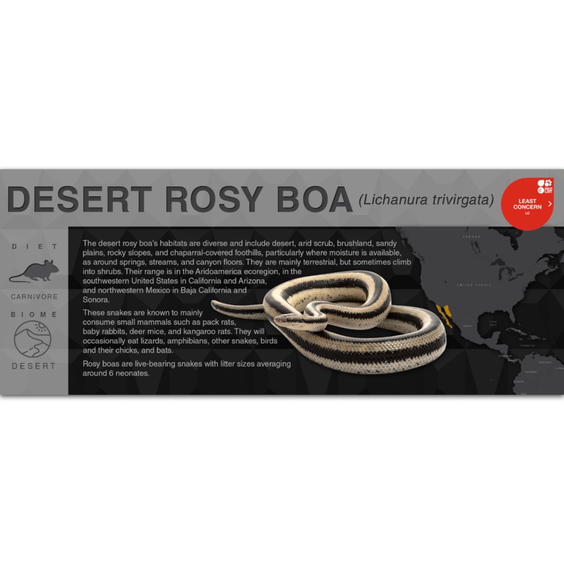 Desert Rosy Boa (Lichanura trivirgata) – Black Series Vivarium Label Black