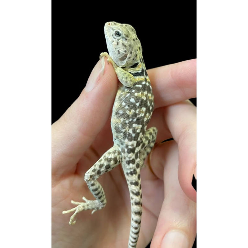 Eastern Collared Lizard