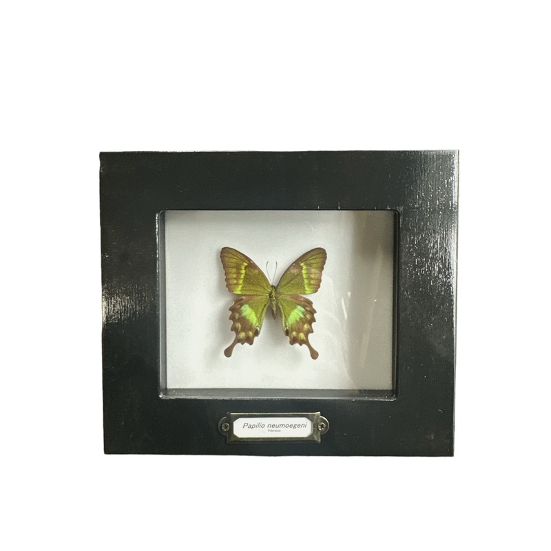 Green Swallowtail Butterfly (Papilio neumogeni) – 4×5″ Frame