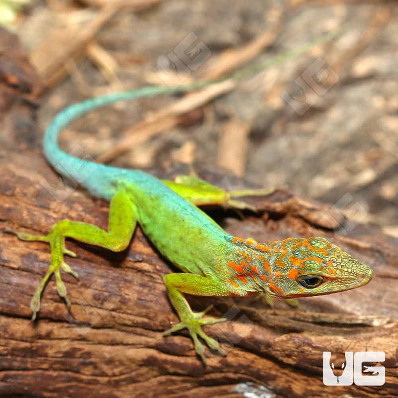 Neotropical Green Anole For Sale