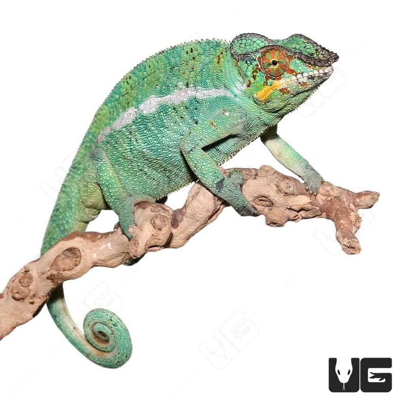Nosy Be Panther Chameleons For Sale