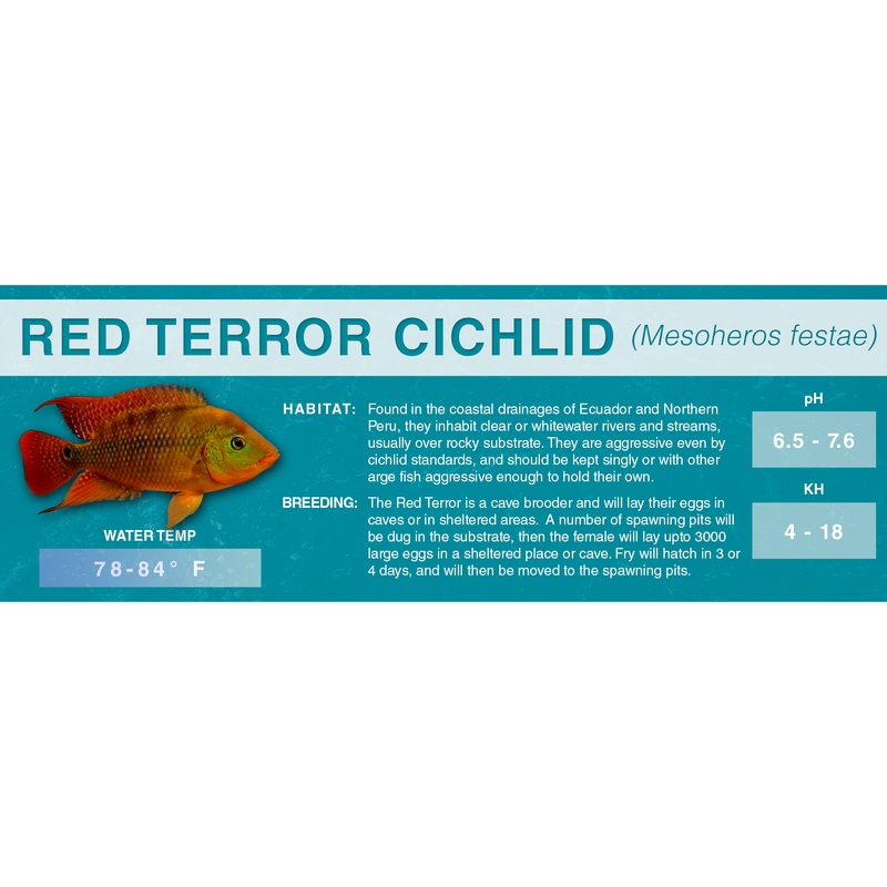Red Terror Cichlid (Mesoheros festae) – Classic Aquarium Label Standard Size (7″x 2.5″)