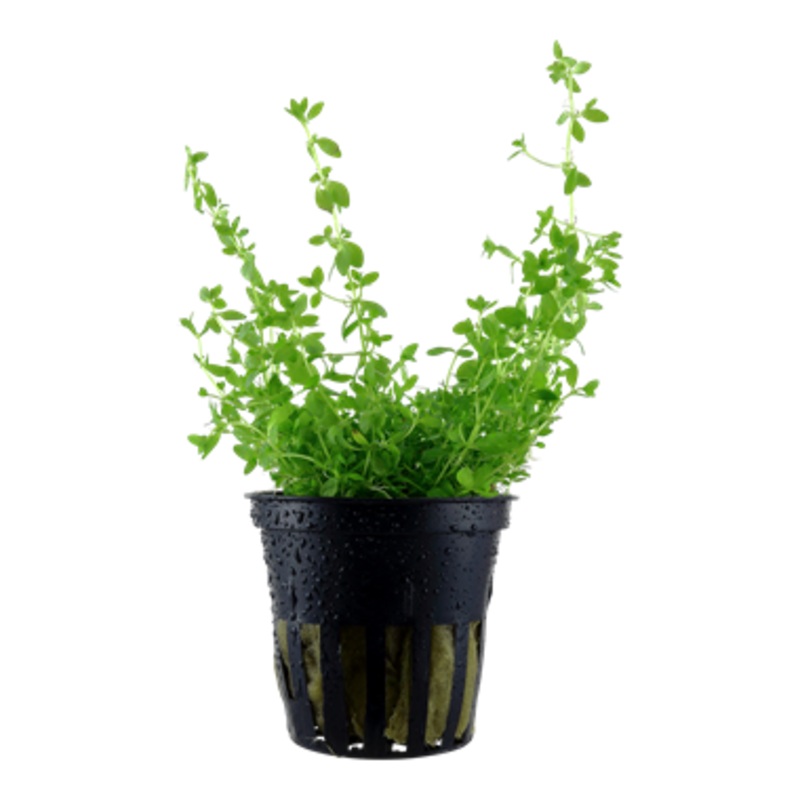 Tropica Hemianthus micranthemoides