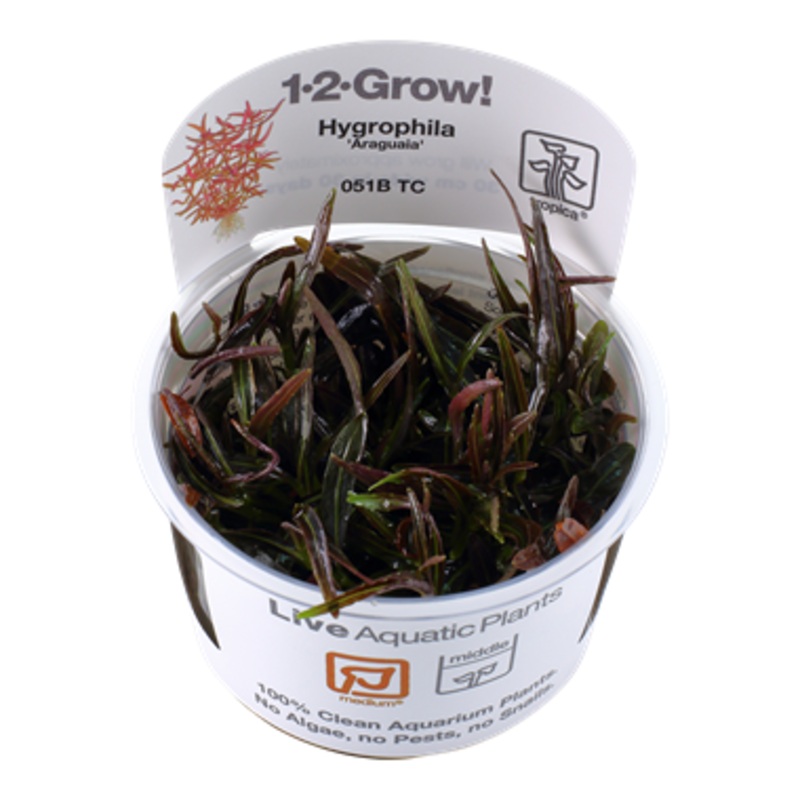 Tropica Hygrophila Araguaia 1-2-Grow