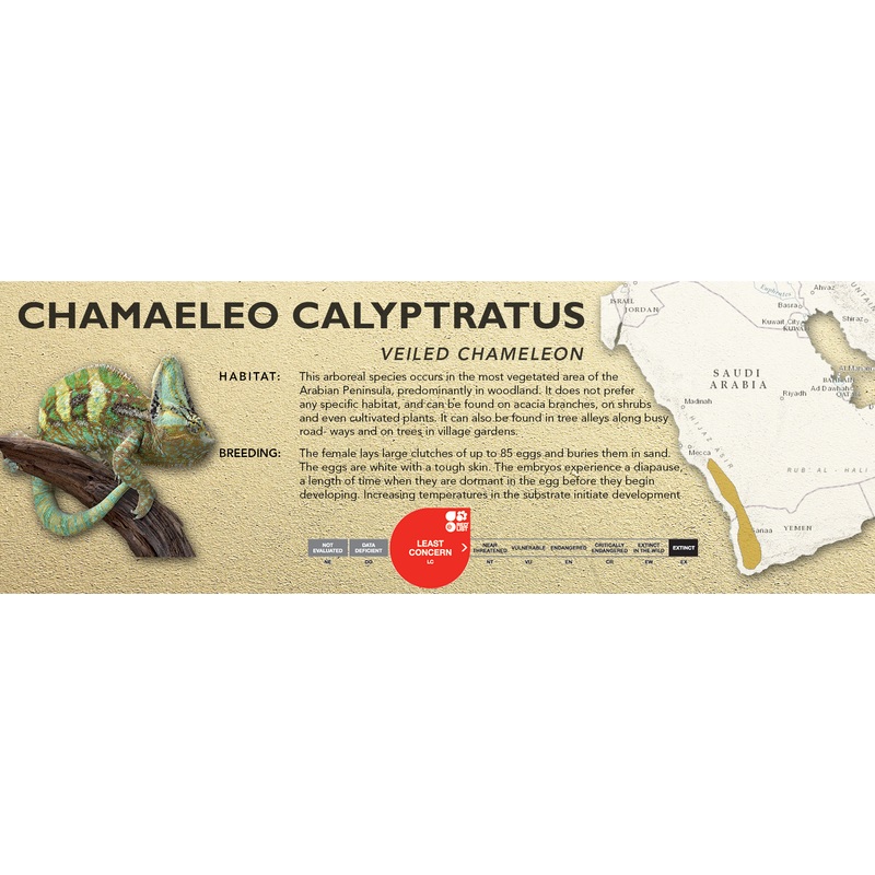 Veiled Chameleon (Chamaeleo calyptratus) Classic Vivarium Label