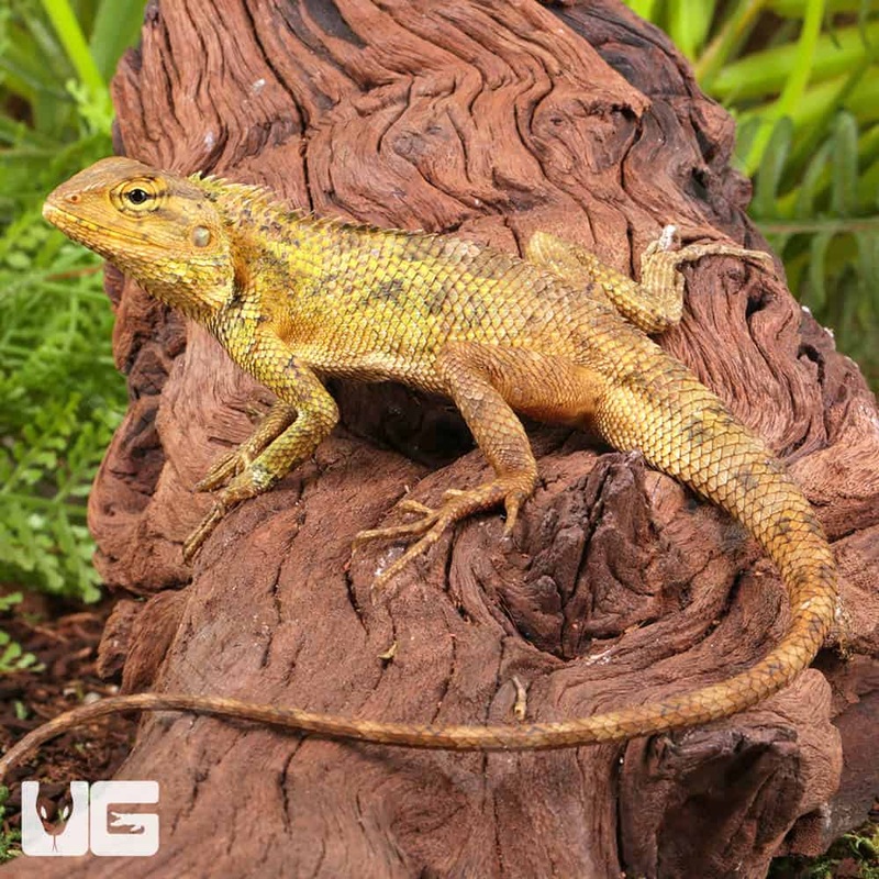 Vietnamese Tree Calotes For Sale