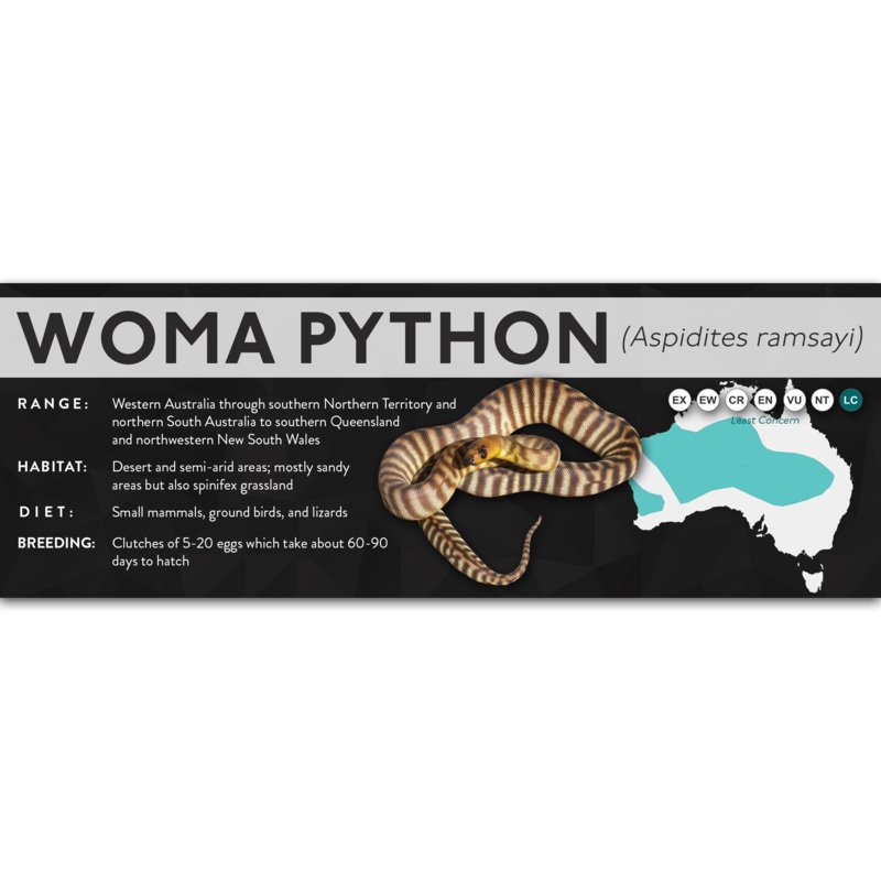 Woma Python (Aspidites ramsayi) – X Label Laminated Paper