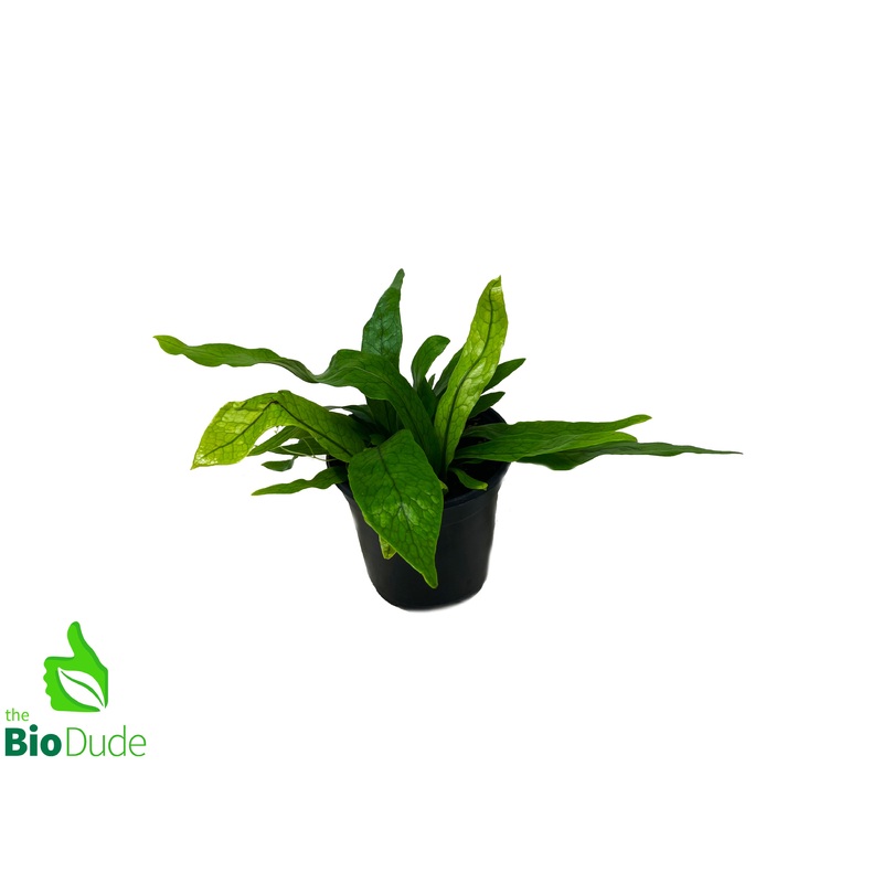 4″ Pot Bird’s Nest Fern Crocodile