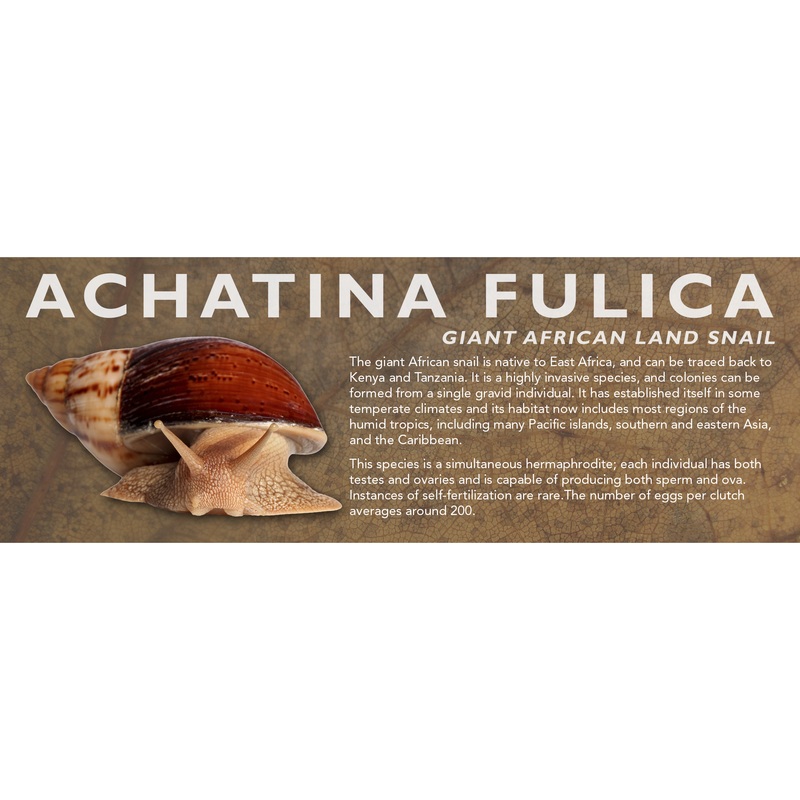 Achatina fulica – Giant African Land Snail Label Standard Size 7″ x 2.5″
