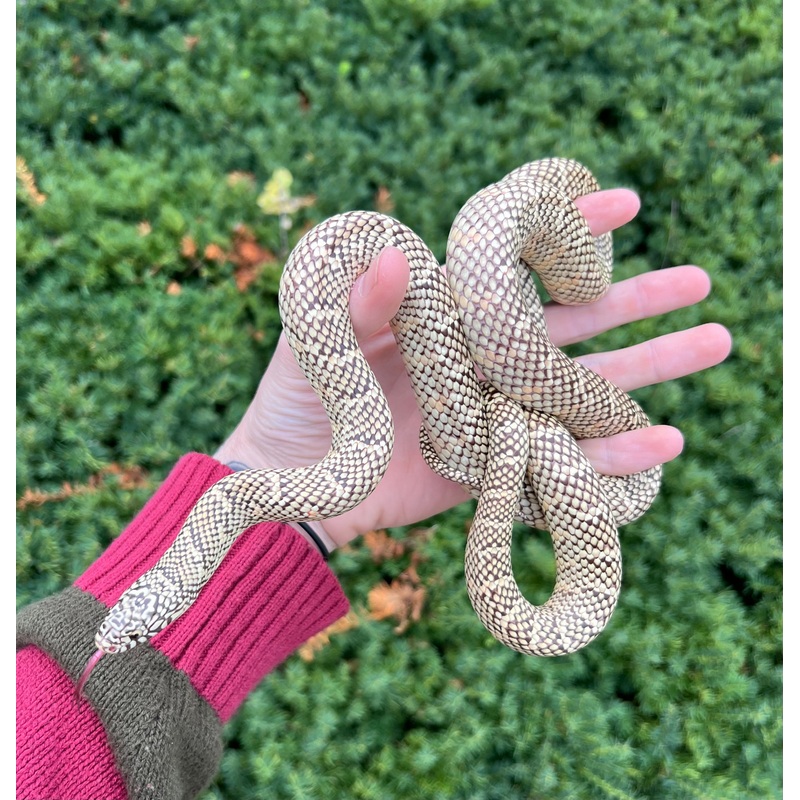 Adult Brooks Kingsnake (Male)
