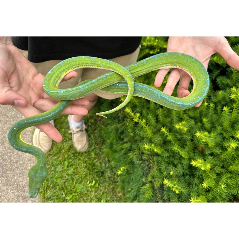 Adult Exceptional Jayapura Green Tree Python (Female)