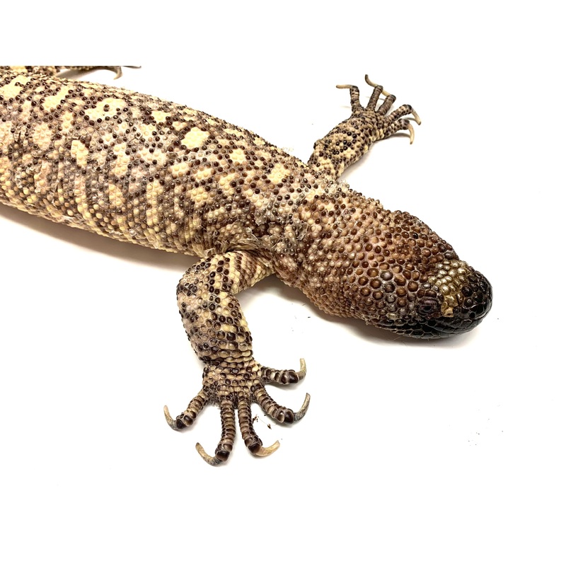 Adult Rio-Fuerte Beaded Lizard (2)