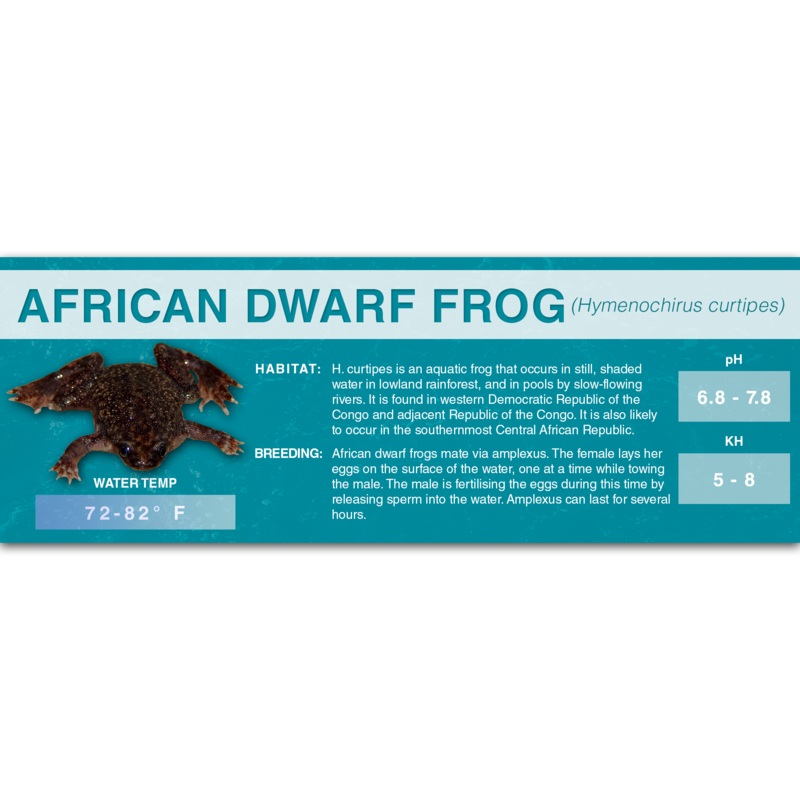 African Dwarf Frog (Hymenochirus curtipes) – Classic Vivarium Label Standard (7″ x 2.5″)
