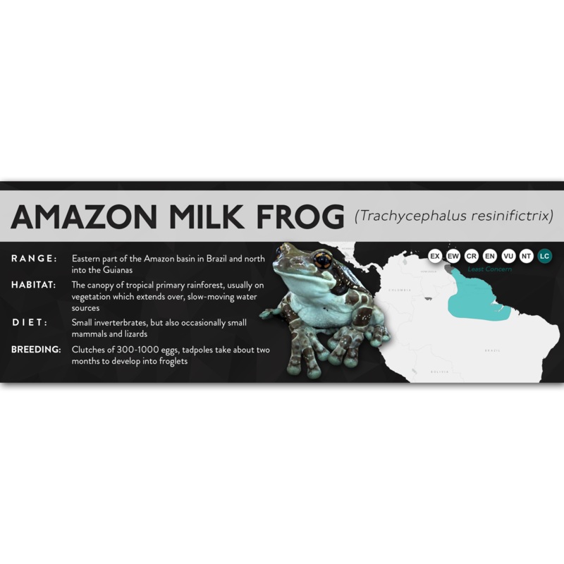 Amazon Milk Frog (Trachycephalus resinifictrix) – X Label Laminated Paper