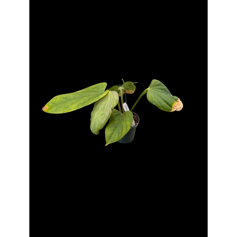 Anthurium pulcachense
