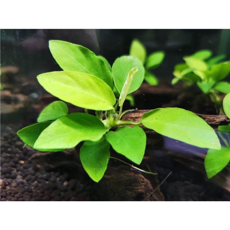 Anubias nana Golden