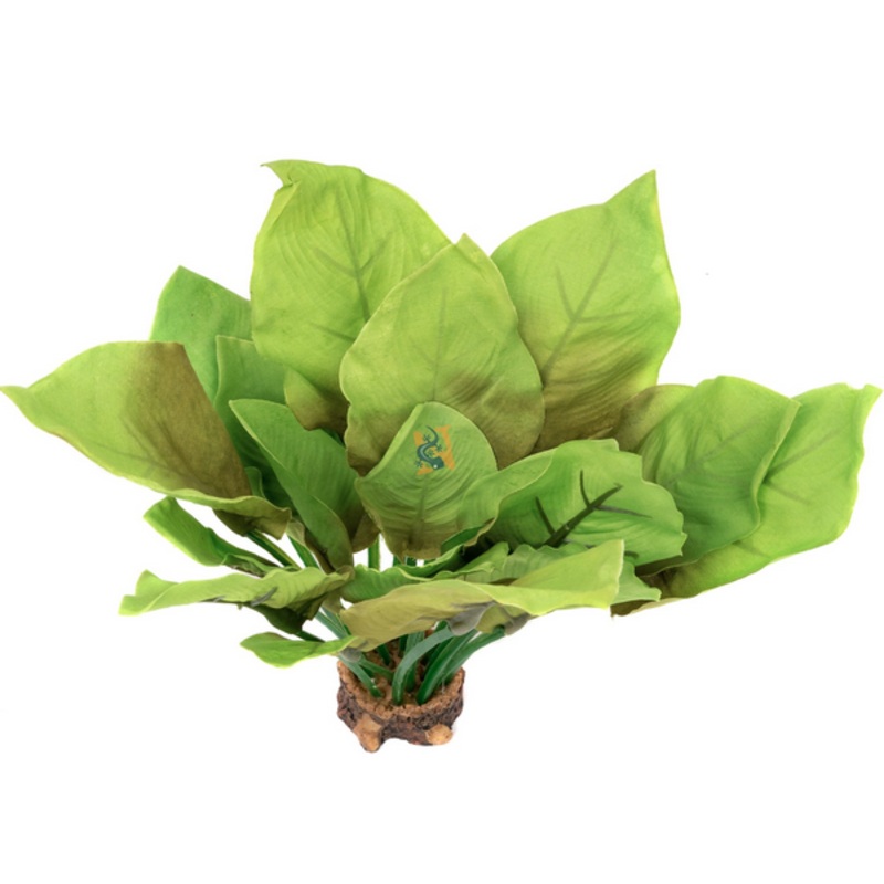 Aquaglobe Silk Queen 6″ (Special Order Product)