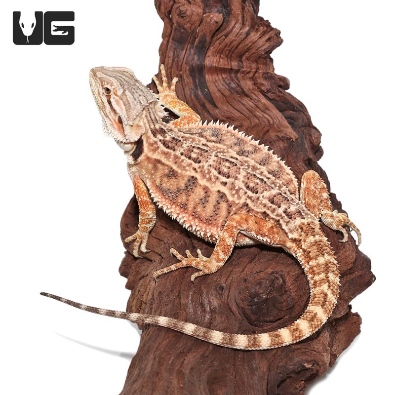 Baby Mocha Stripe Bearded Dragon For Sale