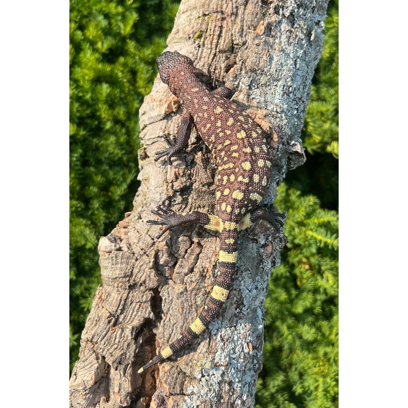 Baby Rio-Fuerte Beaded Lizard (5)