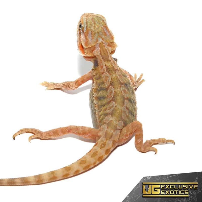 Baby Shortbread Translucent Bearded Dragon For Sale