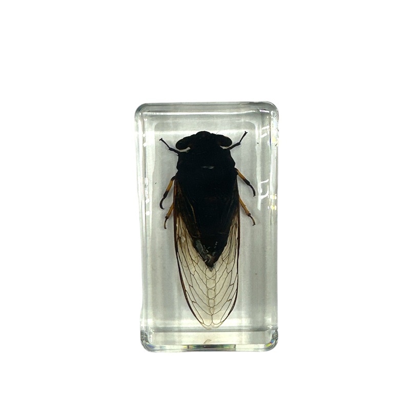 Black Cicada – Specimen In Resin