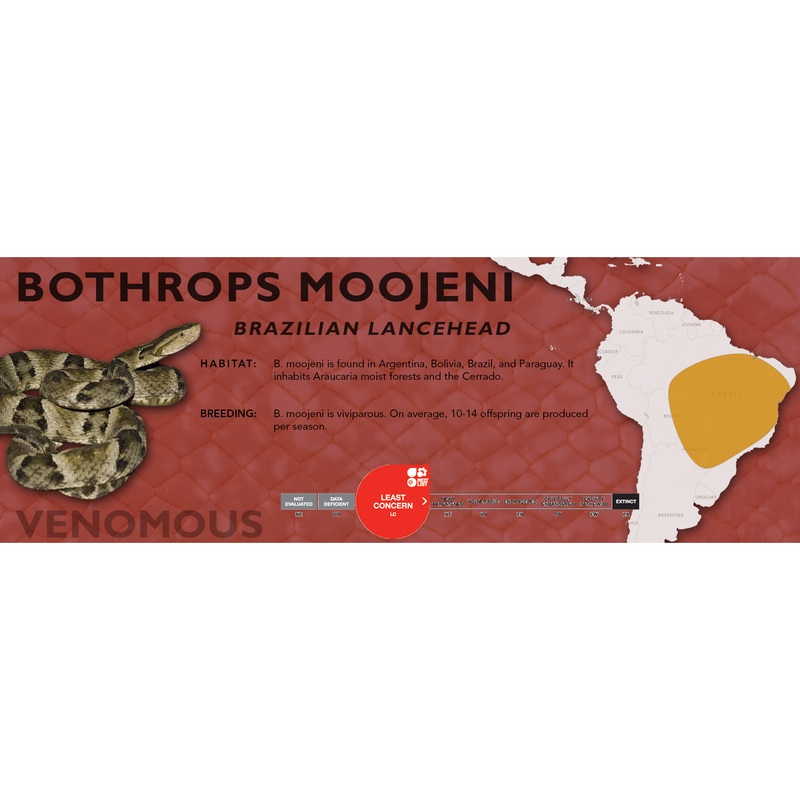 Brazilian Lancehead (Bothrops moojeni) Classic Vivarium Label Original