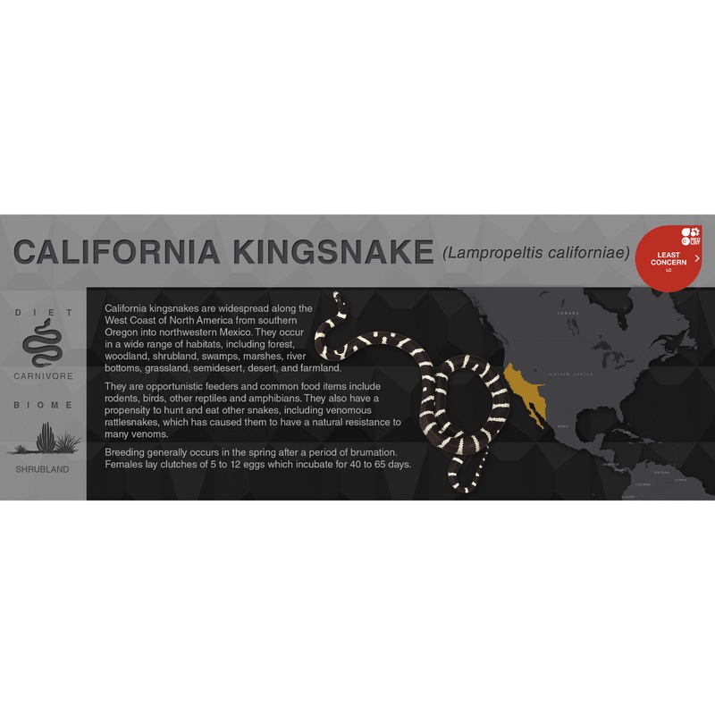 California Kingsnake (Lampropeltis californiae) – Black Series Vivarium Label Black