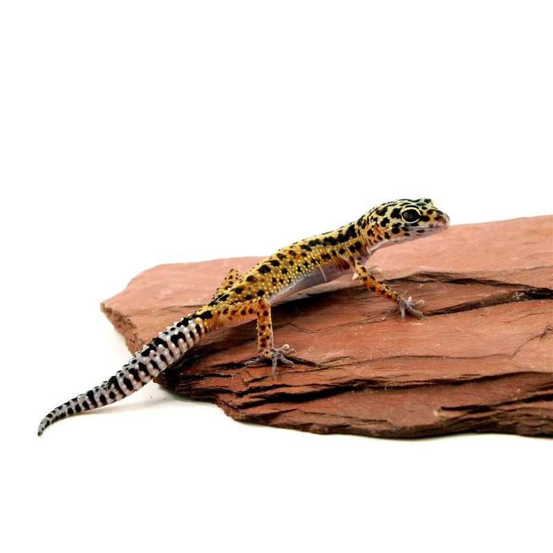 Classic Leopard Gecko