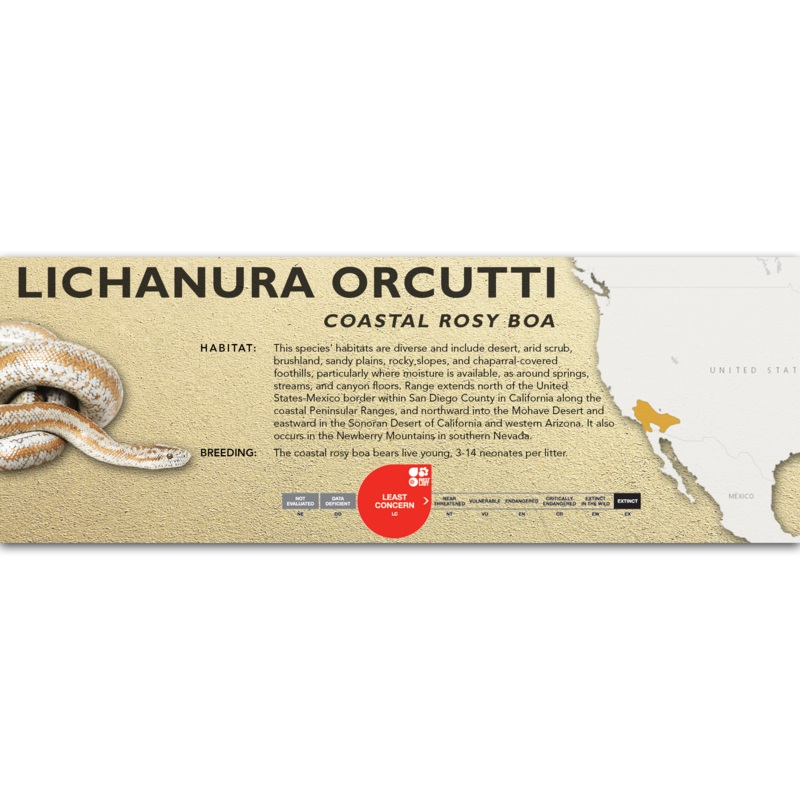 Coastal Rosy Boa (Lichanura orcutti) Classic Vivarium Label