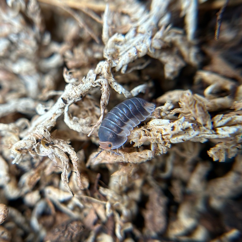 Cubaris sp. Pak Chong