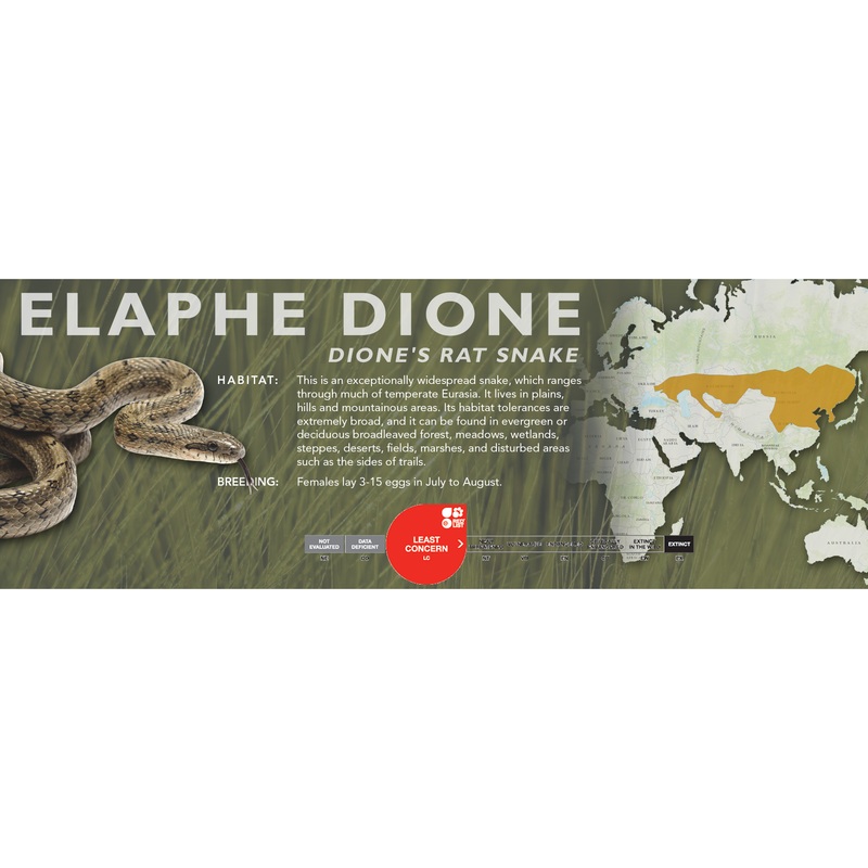 Dione’s Rat Snake (Elaphe dione) Classic Vivarium Label