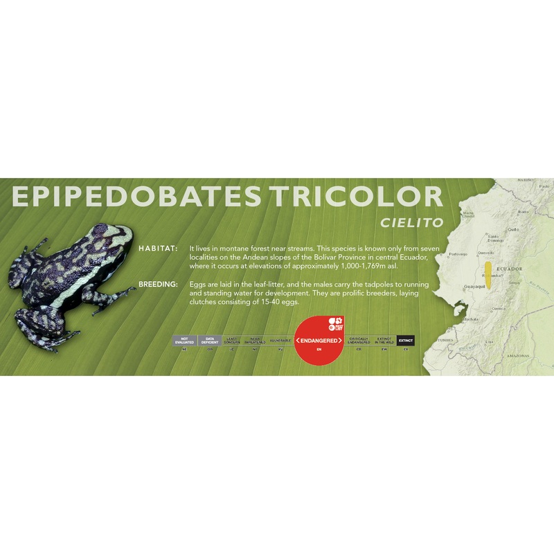 Epipedobates tricolor – Classic Vivarium Label Cielito
