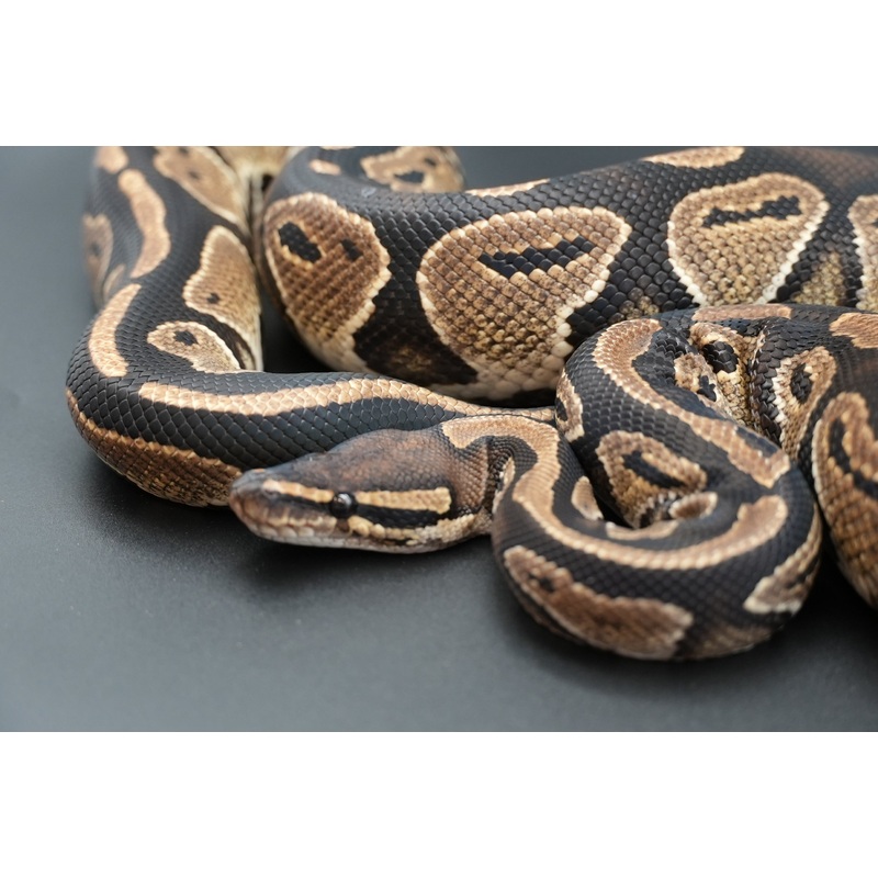 Male Black Head Het Clown BP-M-7
