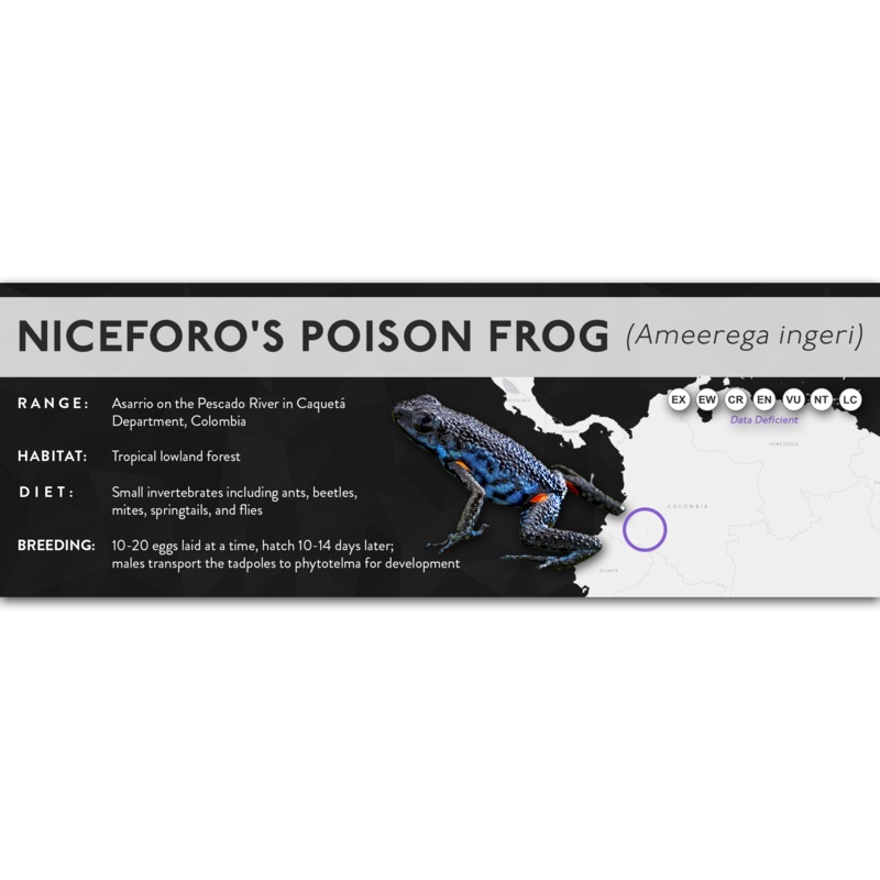 Niceforo’s Poison Frog (Ameerega ingeri) – X Label Laminated Paper