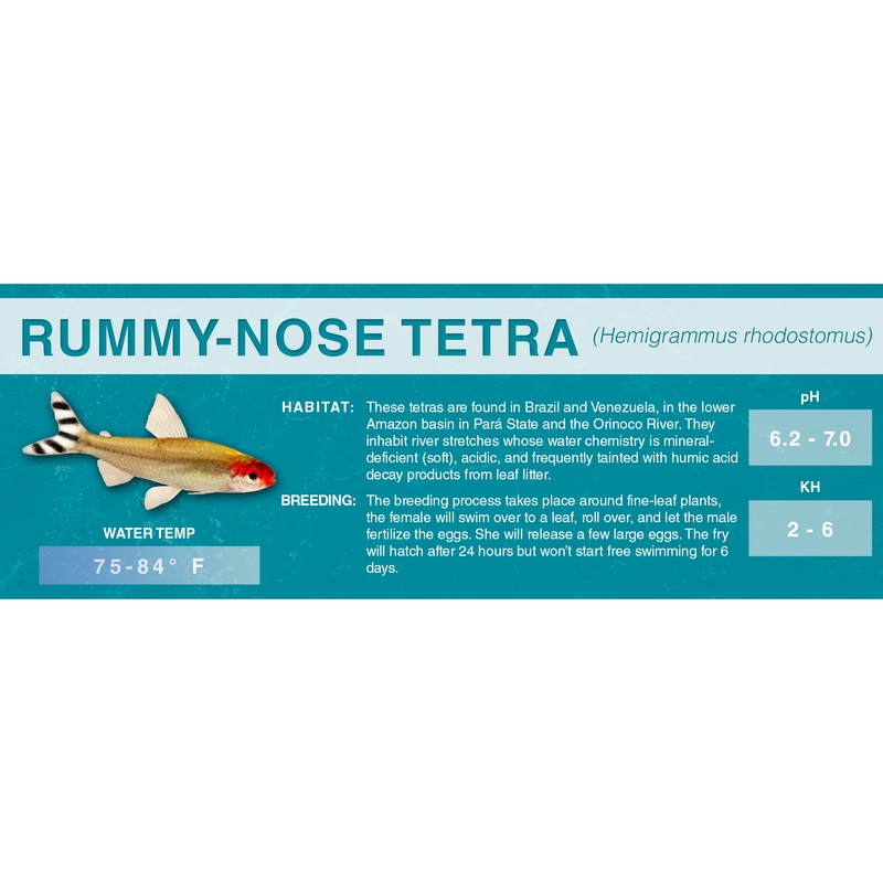 Rummy-Nose Tetra (Hemigrammus rhodostomus) – Classic Aquarium Label Standard Size (7″x 2.5″)