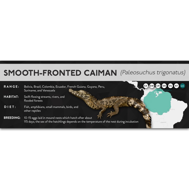 Smooth-Fronted Caiman (Paleosuchus trigonatus) – X Label Laminated Paper