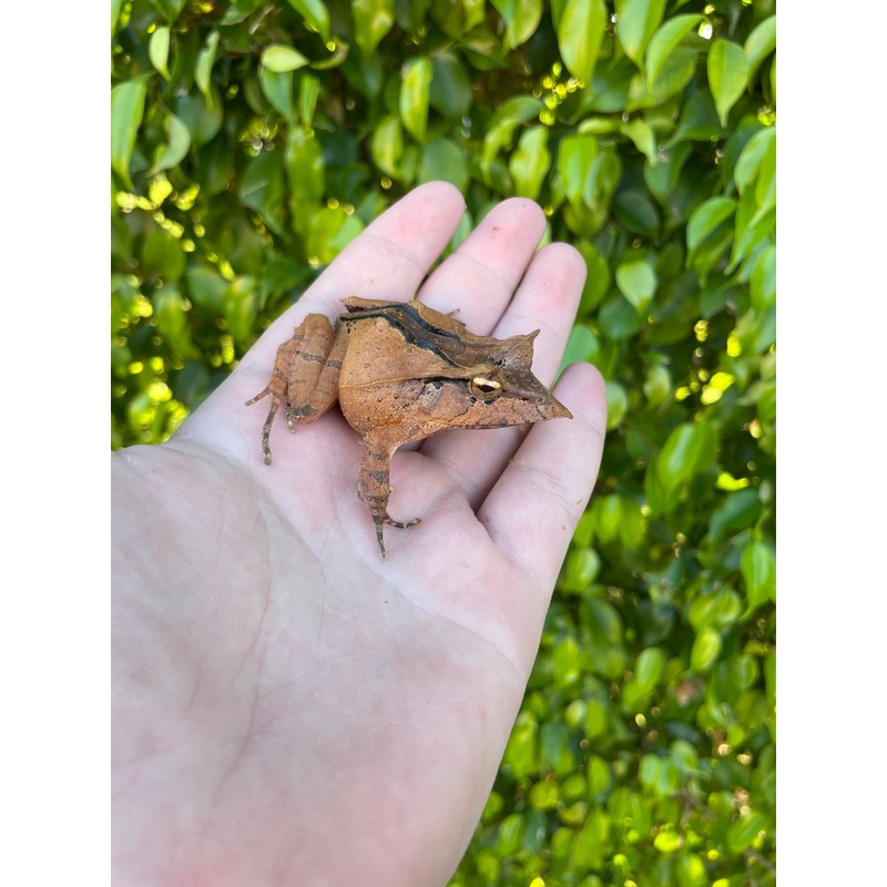 Solomon Island Leaf Frog