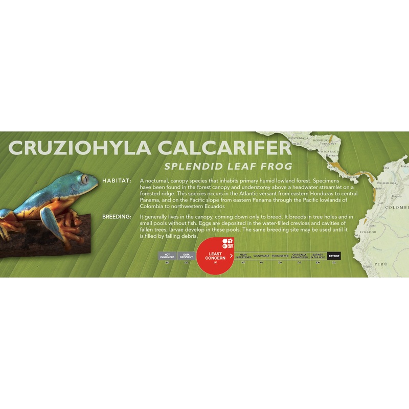 Splendid Leaf Frog (Cruziohyla calcarifer) – Classic Vivarium Label