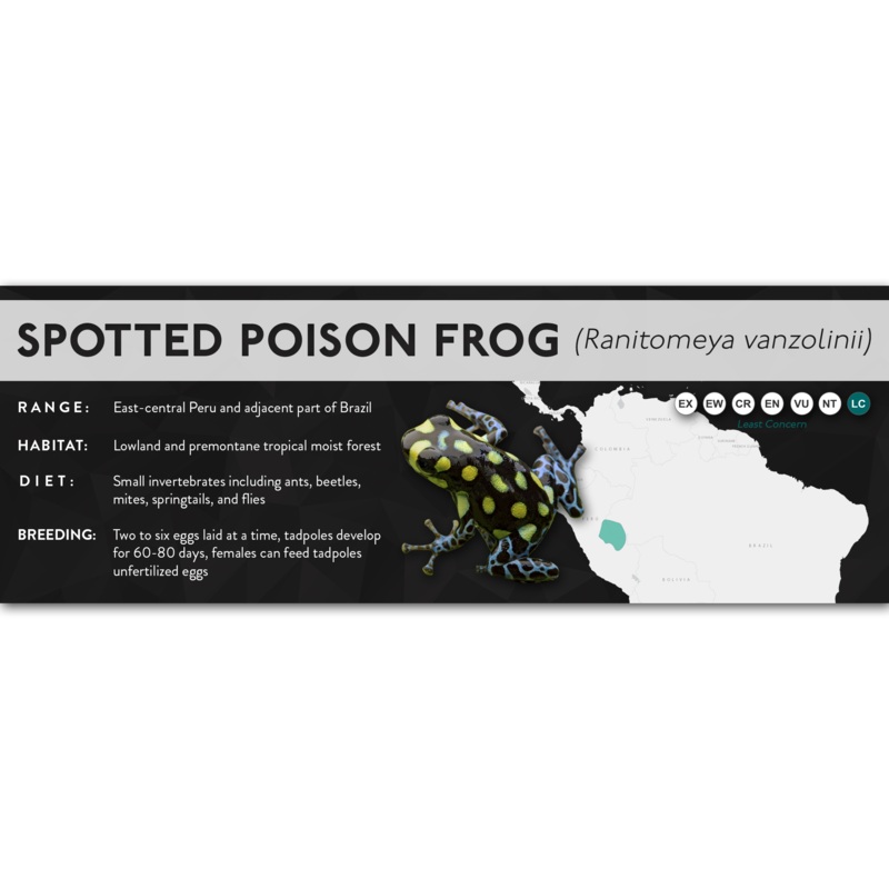 Spotted Poison Frog (Ranitomeya vanzolinii) – X Label Laminated Paper