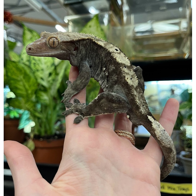 ‘Toothless’ – Crested Gecko For Rehoming