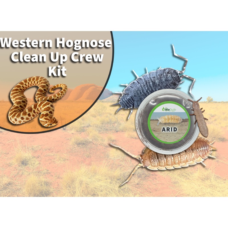 Western Hognose Snake Clean Up Crew Pack  FREE SHIPPING 10 Gallon – 20 gallon Long