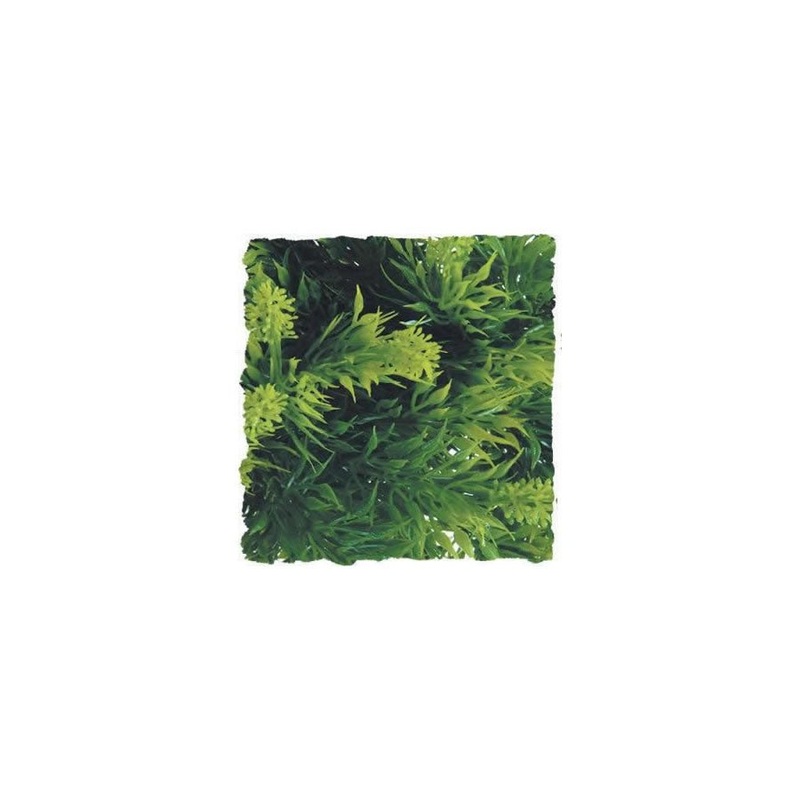 Zoo Med Malaysian Fern Large