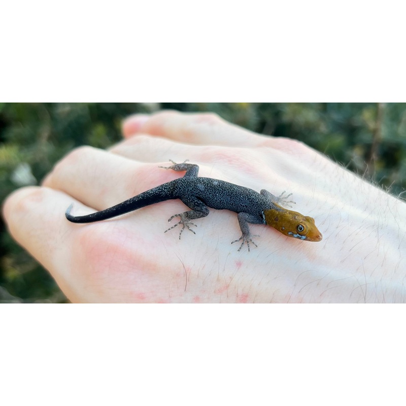 Adult Central American Yellow-Headed Gecko (1.1 pair)
