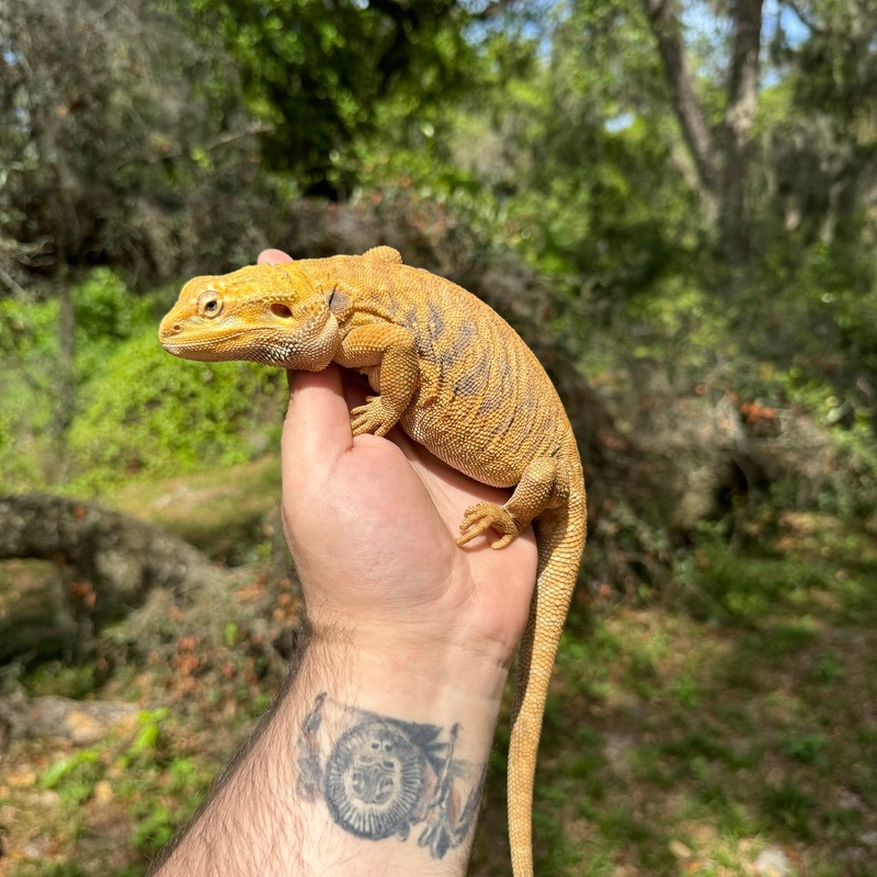Adult Female Yellow Hypo Leatherback Bearded Dragon