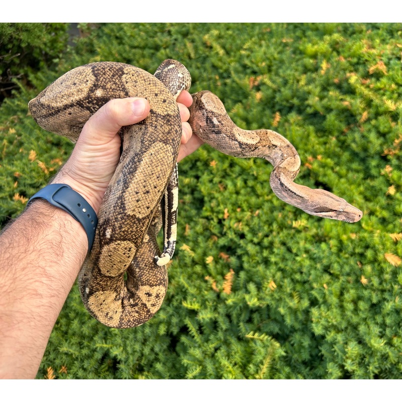 Adult Hog Island Boa (Male)