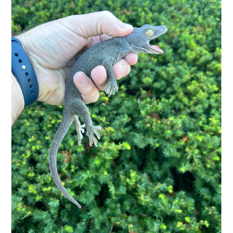 Adult Patternless Tokay Gecko (Male 2)