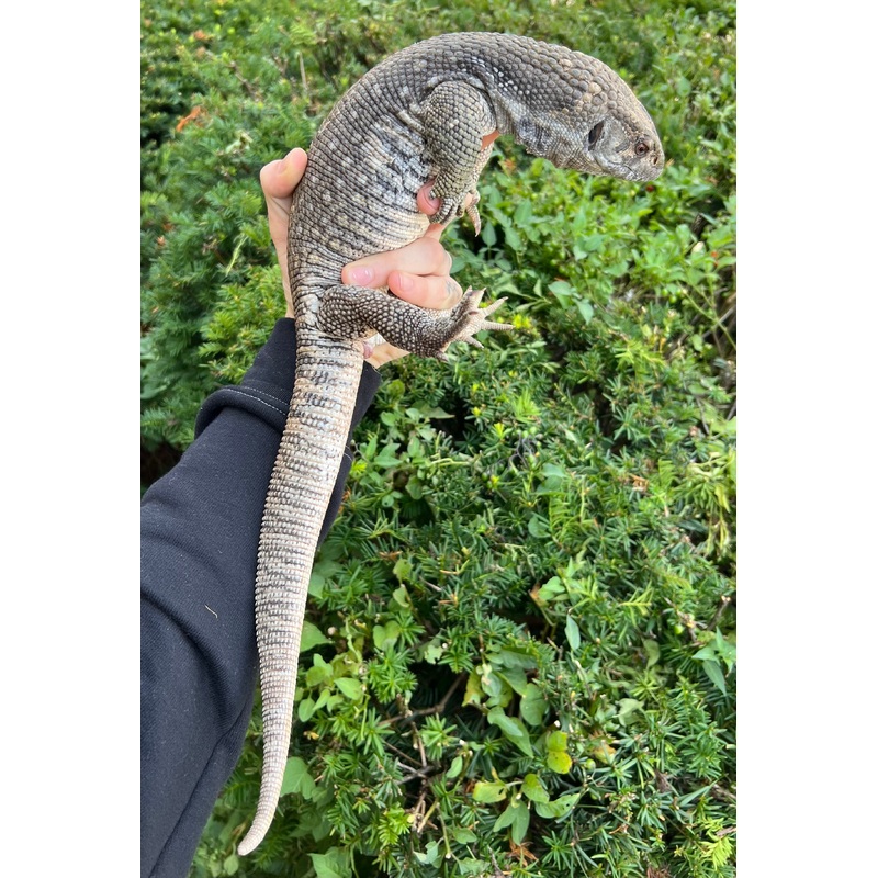 Adult Savannah Monitor