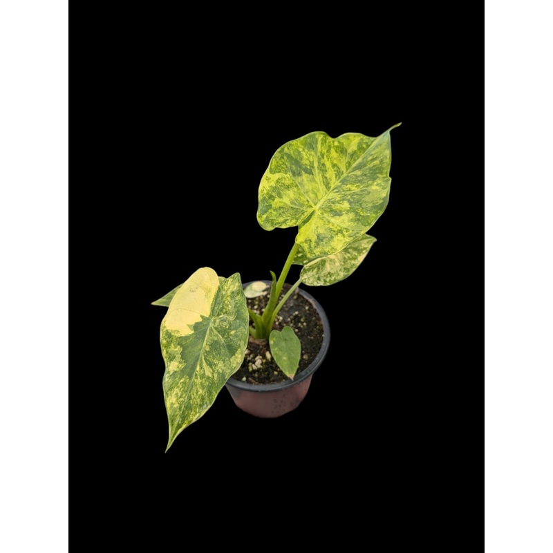 Alocasia Odora Yellow Variegated 3.5″ Pot